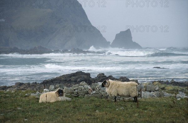 IRELAND, Donegal, Inishowen Head, Coastal landscape with crashing waves and two black faced sheep on grassland in foreground.