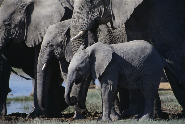 NAMIBIA, Etosha National Park, Elephants in various stages of maturity at waterhole.