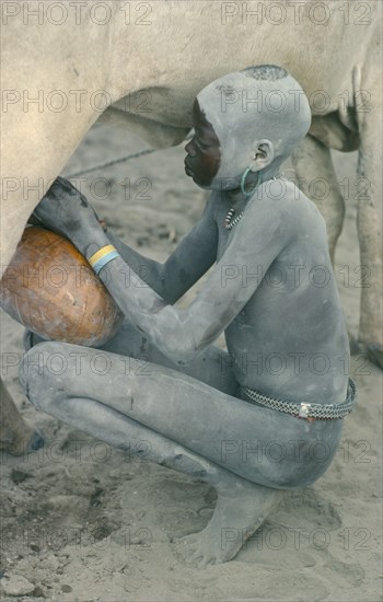 SUDAN, People, Milking cow in Dinka cattle camp.