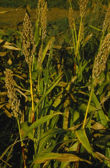 BOTSWANA, Farming, Detail of ripe sorgham crop