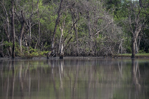 GAMBIA, Tendaba, Mangroves on the banks of the River Gambia