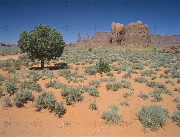 USA, Arizona, Monument Valley, Formation known as The Three Sisters with a tree and vegetation in the foreground.