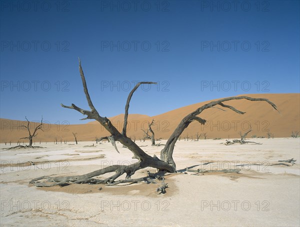 NAMIBIA, Namib Desert, Sossusvlei, Deadvlei. Dried up salt pan and 5000 year old tree stumps. Sand dune behind