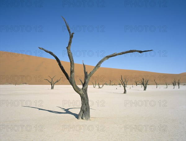 NAMIBIA, Namib Desert, Sossusvlei, Deadvlei. Dried up salt pan and 5000 year old tree stumps. Sand dune behind