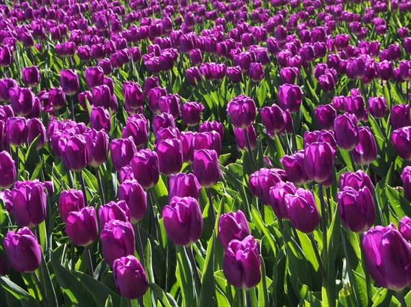 HOLLAND, North Holland, Egmond aan de Hoef, Purple Tulip flowers