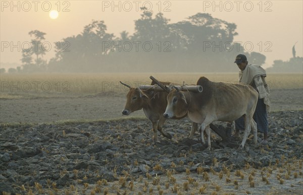 BANGLADESH, Hatiya, Farmer ploughing with pair of bullocks at dawn.