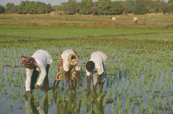 BURKINA  FASO, Bobo Dioulassou, Workers in Paddy field.