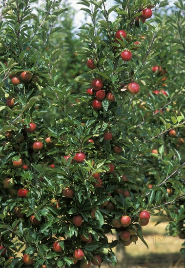 AUSTRALIA, Tasmania, Huonville, Apples growing in the Huon River orchard region south west of Hobart.