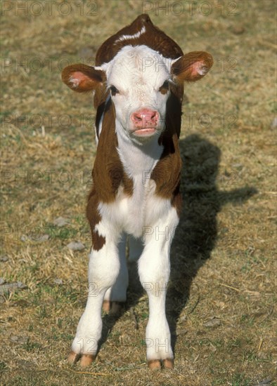 AUSTRALIA, Tasmania, "Calf, south of Huonville, Southeast Coast region."