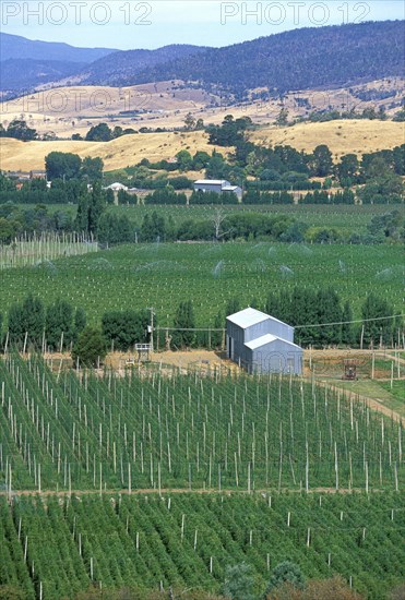 AUSTRALIA, Tasmania, New Norfolk, "Hops growing at the hop-growing capital of the state: Bushy Park, Derwent Valley, South East."