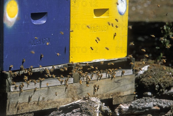 AUSTRALIA, Corinna, "Beehives, honey is an important state industry, in the Pieman River State Reserve, North West."