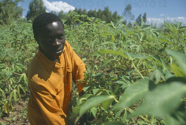 MALAWI, Mulanje, Portrait of farmer amongst his Cassava crop in an Ekhamuru Village.