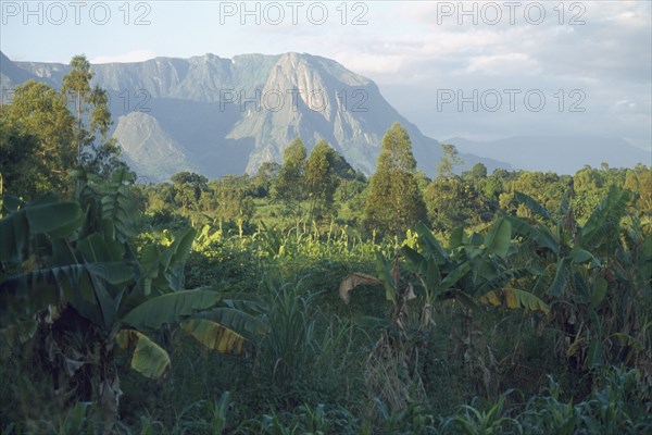 MALAWI, Mulanje, Mount Mulanje behind lush crops in an area of tea growing and subsistence farming.