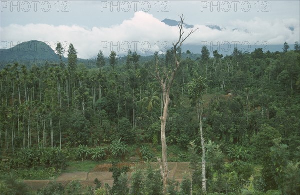 INDIA, Karnataka, Gudulur Hills, Tribal Village amongst green forest and lush vegetation.