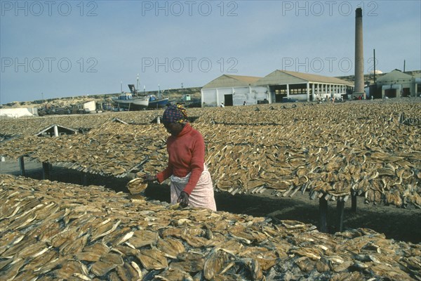 ANGOLA, Mocamedes, Woman sorting dried fish laid out on racks around her.