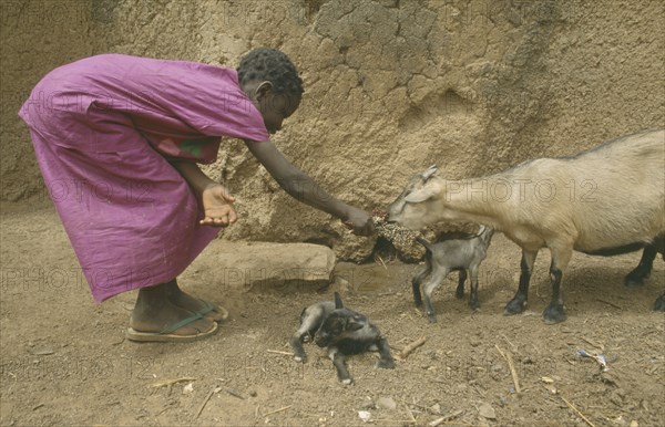 GHANA, Agriculture, Girl bending over to feed goat with kids.
