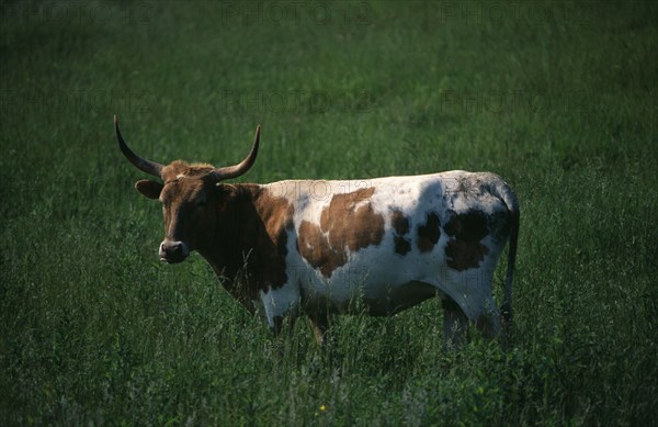 USA, North Carolina, Blue Ridge Parkway, A brown and white Longhorn cow in a meadow by the scenic in the Appalachian Mountains.
