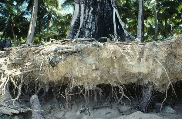 INDIA, Environment, Erosion, Tree roots exposed by severe soil erosion.