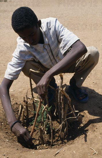 ETHIOPIA, Harerge, Jijiga, Schoolboy planting tree within protective circle of sticks.