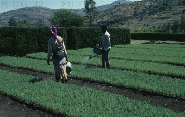 ETHIOPIA, Agriculture, Workers in Oxfam plant nursery with juniper seedlings used for timber and land reclaimation.