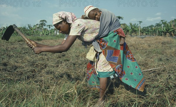 MOZAMBIQUE, Children, Carrying, Woman carrying baby on her back as she works in the fields.