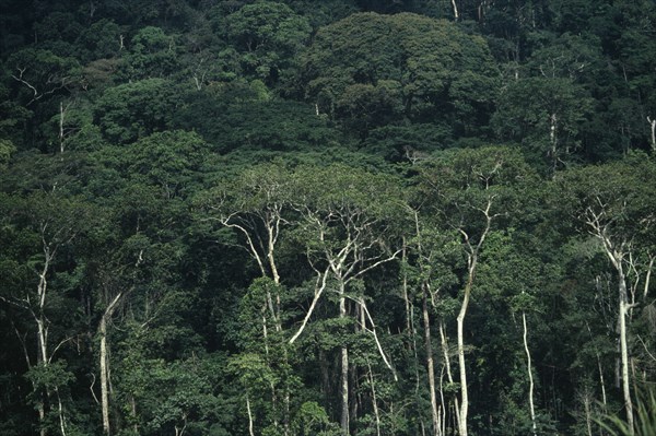 GABON, Rainforest, Densley forested area.