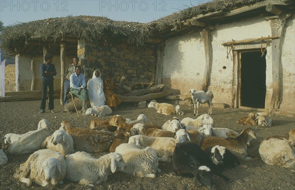 ERITREA, Seraye Province, Sheep farmer and family outside home in remote village with flock in foreground.