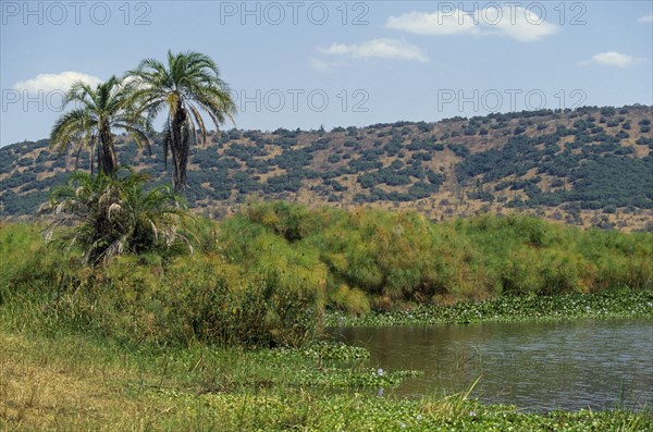 RWANDA, Akagera Nat. Park, Lake Ihema, Landscape with lakeside palms and vegetation and hillside beyond.