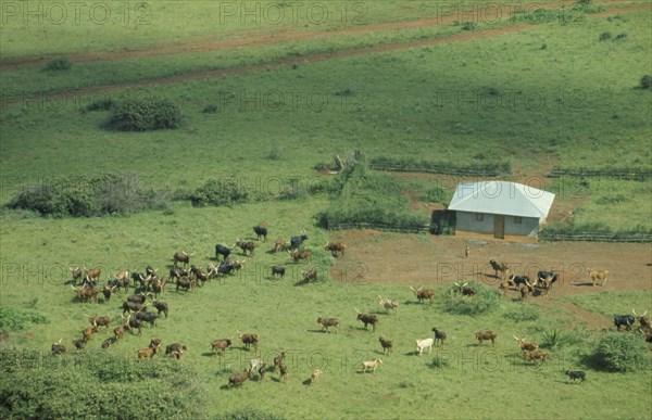 RWANDA, Farmland, Aerial view over Tutsi farmstead and longhorn cattle.