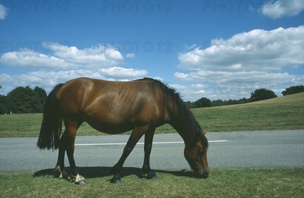 ENGLAND, Hampshire, Lyndhurst, New Forest Pony grazing on grass next to road side.