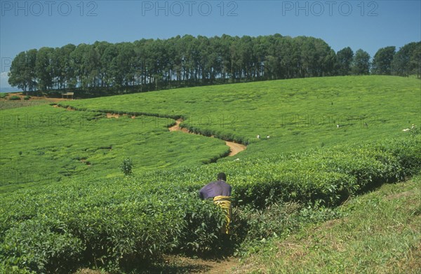 MALAWI, Mount Mulanje, Tea plantation and pickers in area of tea growing and subsistence farming