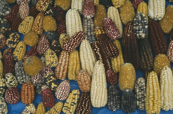 PERU, Cusco, Pisac, Maize cobs of different colours.