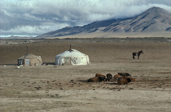 MONGOLIA, Gobi Desert , Typical poor herders yurts on northern edge of the Gobi with cattle in foreground and tethered horse.