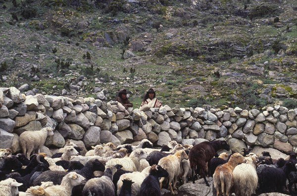 COLOMBIA, Santa Marta, Sierra Nevada , Two Ica Indian brothers overlooking sheep.
