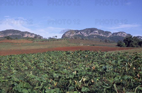 CUBA, Pinar del Rio, Vinales, "Tobacco field, with hills in background."