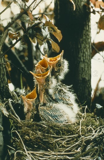 BIRDS, Nesting, Thrush chicks in nest with beaks wide open.