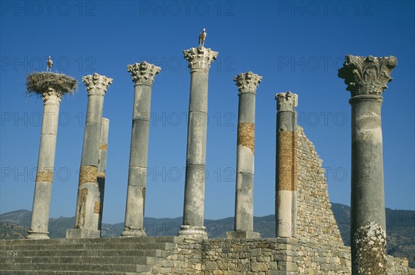 MOROCCO, Volubilis, Roman ruins of the Capitol dating from 217 AD with storks nesting on top of the Corinthian columns and hills beyond.