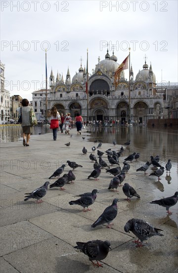 ITALY, Veneto, Venice, Aqua Alta High Water flooding in St Marks Square with pigeons and pedestrians on a dry central area of the flooded piazza