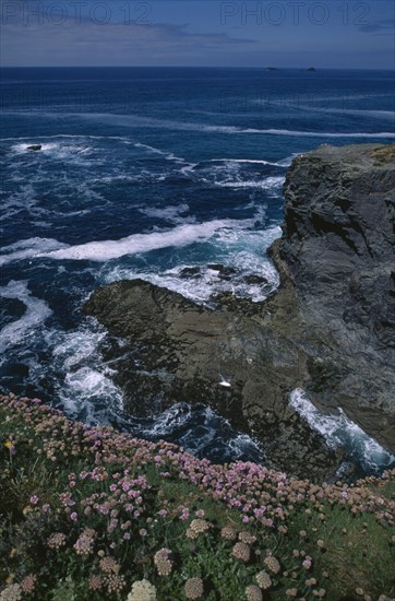 ENGLAND, Cornwall, Treyarvon Bay, Wild thrift flowers on cliff top near Padstow.