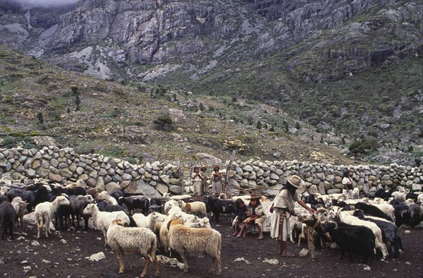 COLOMBIA, Santa Marta, Sierra Nevada , "Ica man feeding sheep with family looking on, next to a long stone wall."