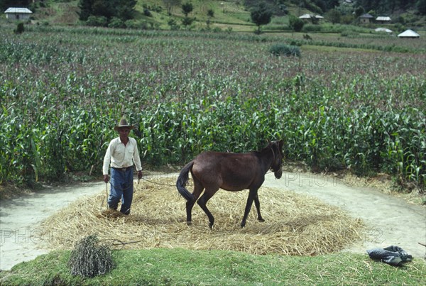 GUATEMALA, Highlands , Farmer using a horse to thresh straw.