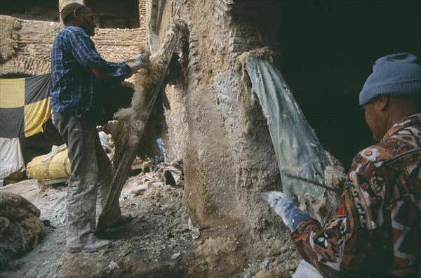 MOROCCO, Fes, Chouwara Tanneries.  Stripping fleece from skins before dyeing.