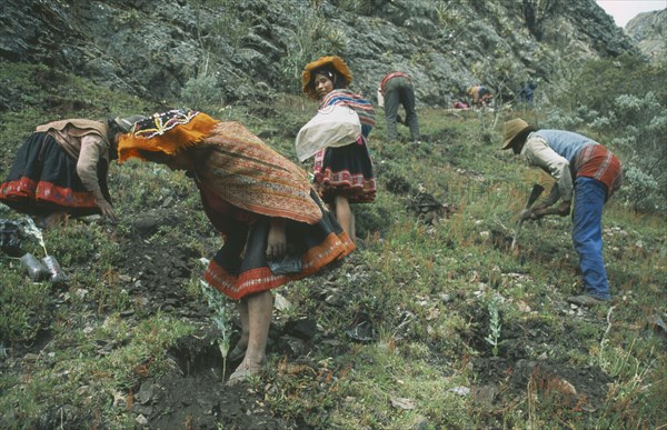 PERU, Cusco, Quishaurani, Local people tree planting on reforestation project.