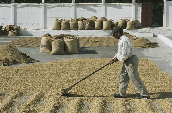 GUATEMALA, Antigua, "Man laying out coffee beans to dry in the sun, lots of full bags in the background."