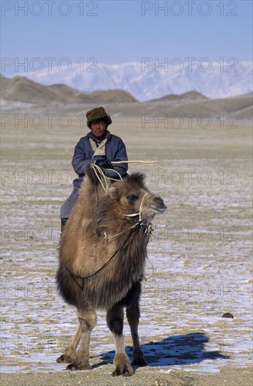 MONGOLIA, Hovd Province, People, Mongol nomad man returning to camp on camel.   Rtnd 2 VKB 15/5/2009