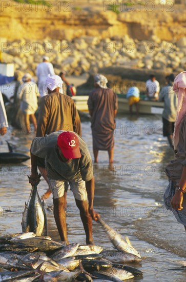 OMAN, Sur, "Fisherman collecting freshly caught fish, early morning, near the beach."