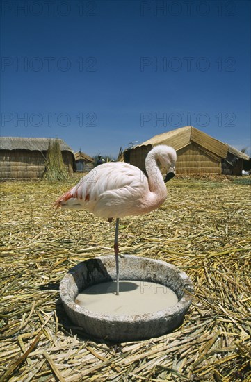 BOLIVIA, La Paz, Lake Titicaca, "Uros Floating Islands. Captive flamingo standing on one leg, alone in a pool of water."