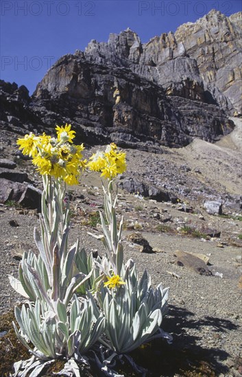 COLOMBIA, Cordillera , Boyaca, "Sierra Nevada de Cocuy, Frailejon plant with mountains in the background."