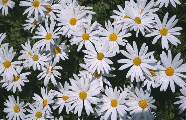 PLANTS, Flowers, Massed, Ox Eye Daisies. Leucanthemum vulgare. United Kingdom. Channel Islands. Guernsey.