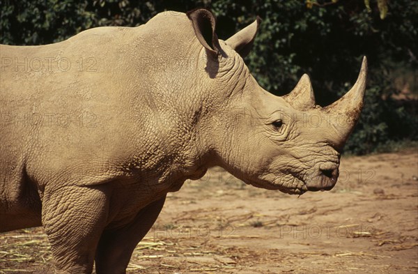 UGANDA, Entebbe Wildlife Park, White Rhino